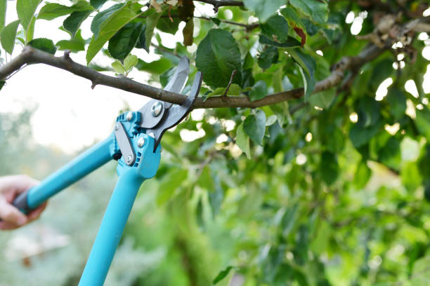 Best Arborist Services Near Me  in Tehaleh, WA